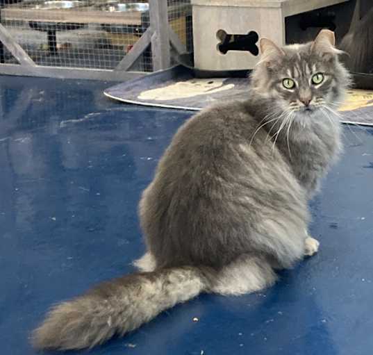 Photo of Misty
