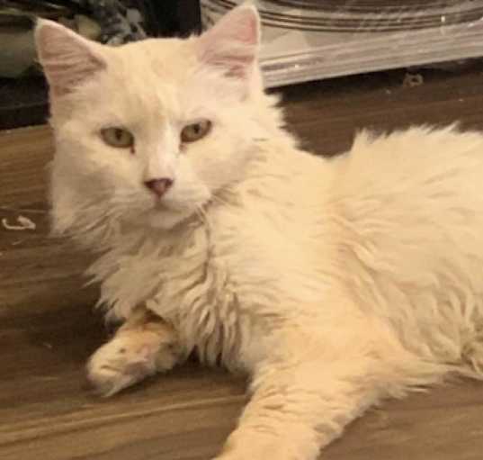 Photo of Sugar