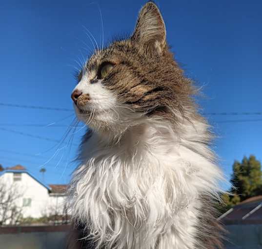 Photo of Willow