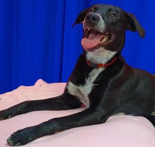 Photo of Tyson