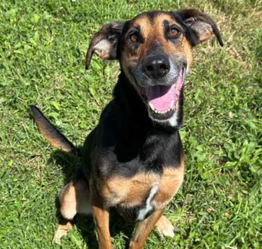 Photo of Nala