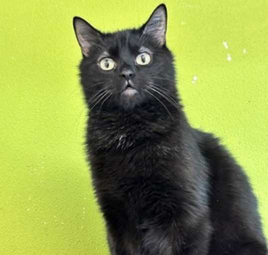 Photo of Vader