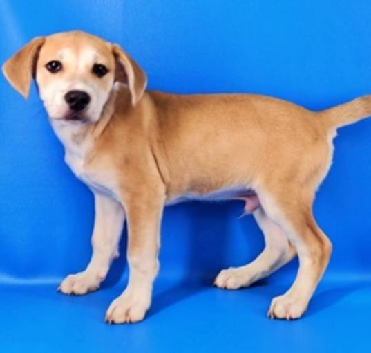 Photo of Milo