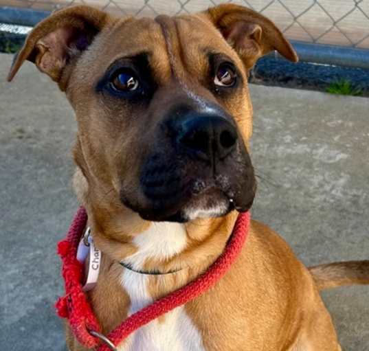 Photo of Champ