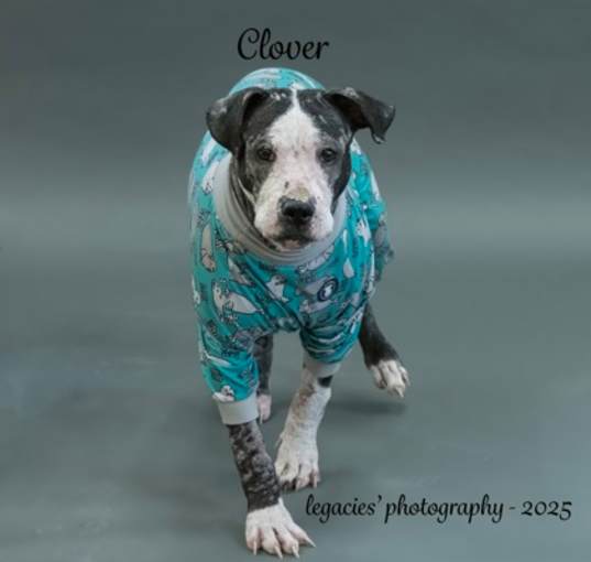 Photo of Clover