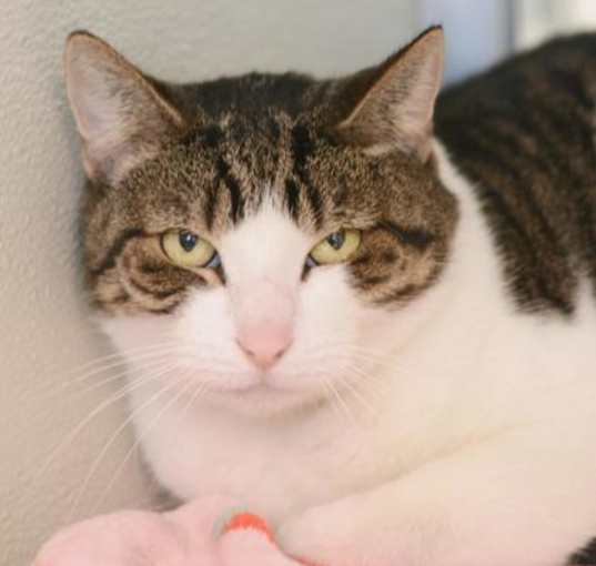 Photo of Cookie