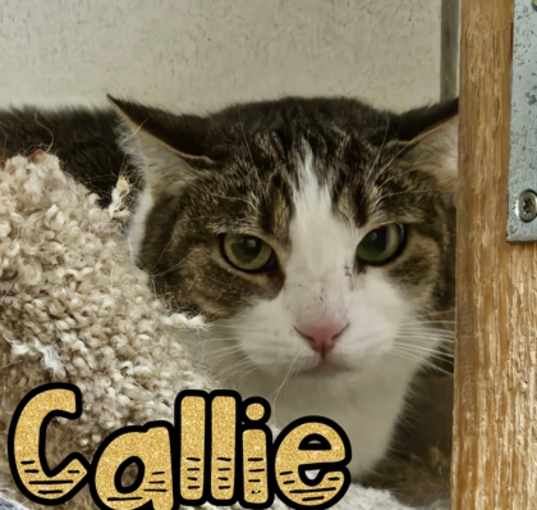 Photo of Callie