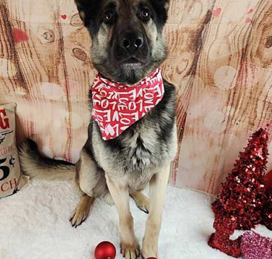 Photo of Ace