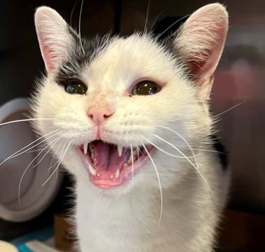 Photo of Honey