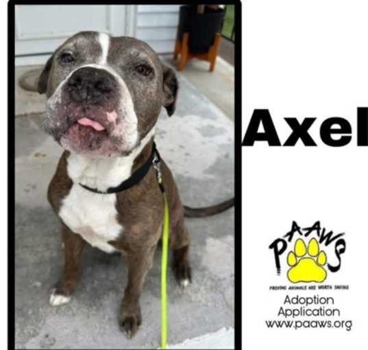 Photo of Axel