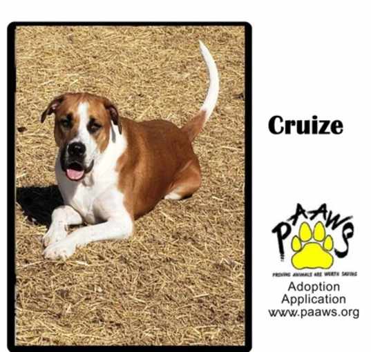 Photo of Cruize