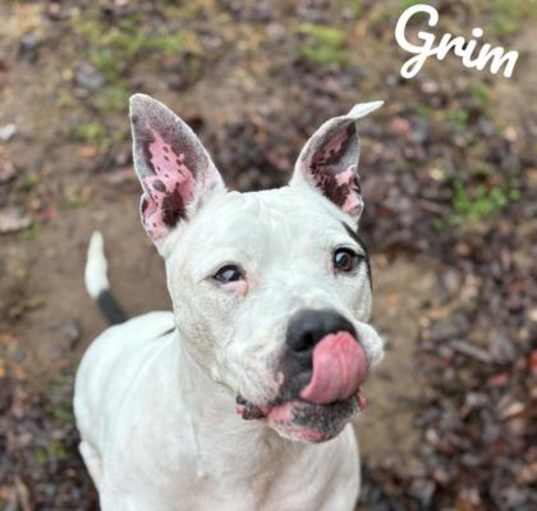 Photo of Grim