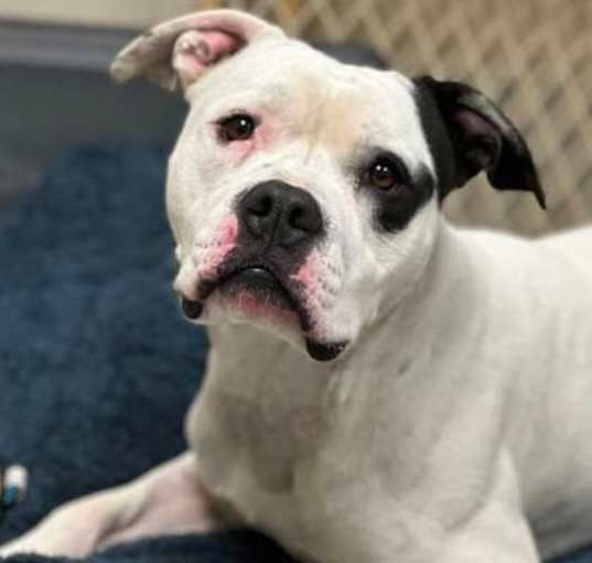 Photo of Tonka