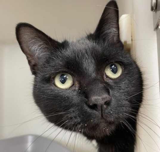 Photo of Tux