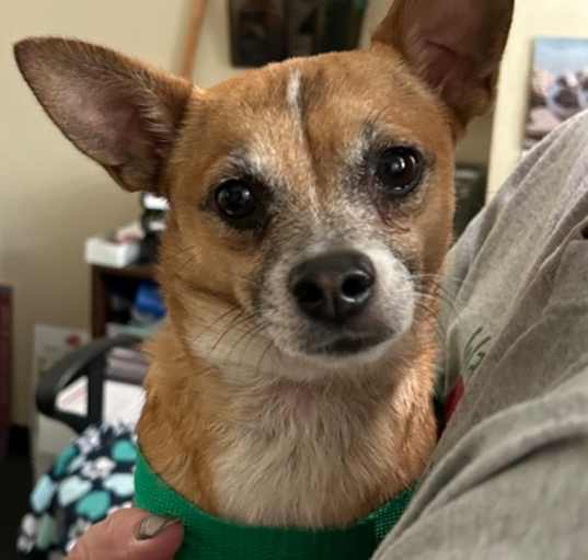 Photo of Loki