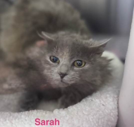 Photo of SARAH