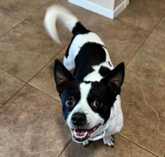 Photo of Patches
