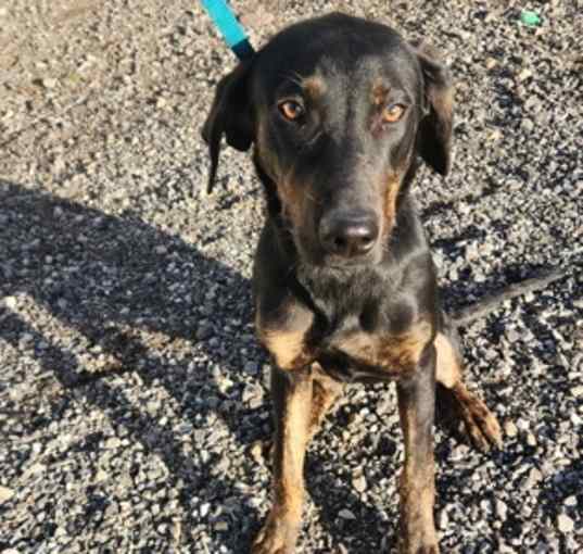 Photo of Dixie hound