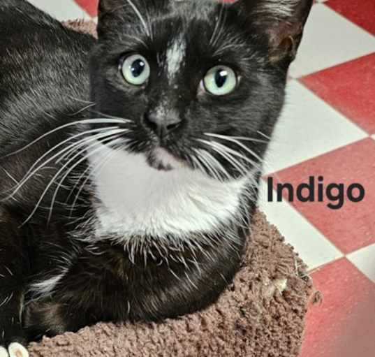Photo of Indigo