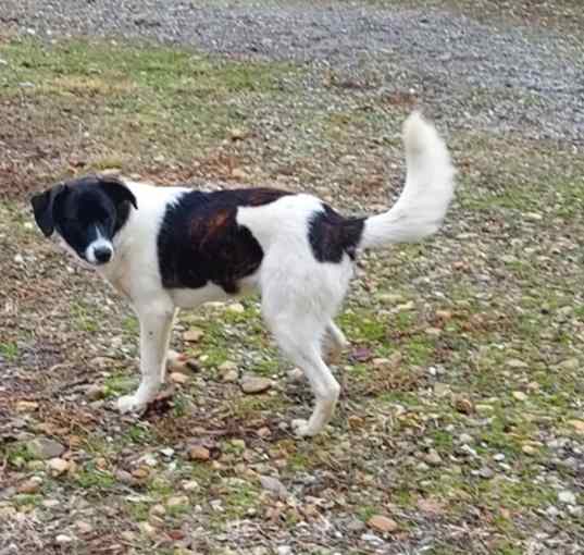 Photo of pogo
