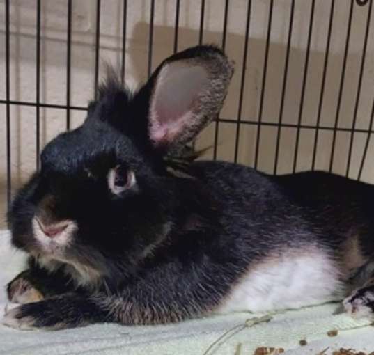 Photo of Cotton-tail
