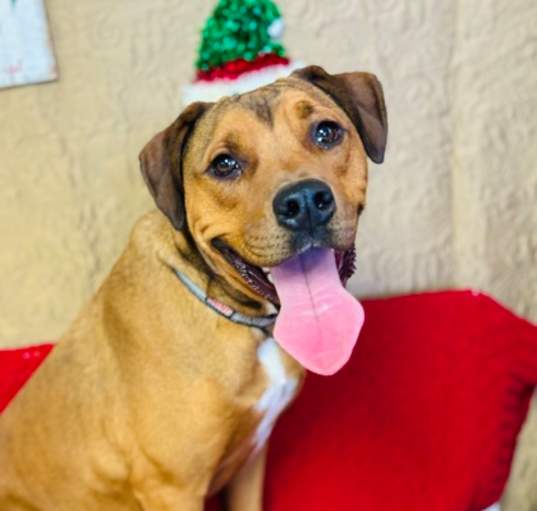 Photo of Butch