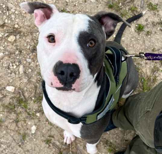 Photo of Arlo