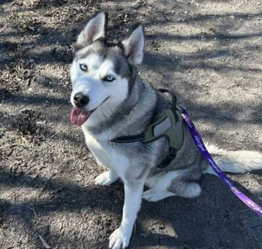 Photo of Nova