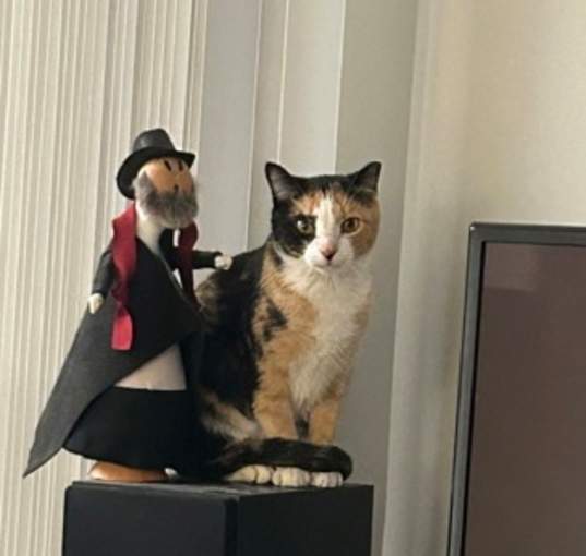 Photo of Bat