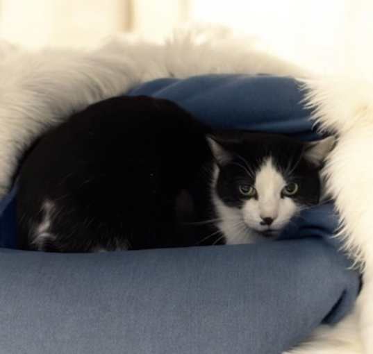 Photo of Oreo