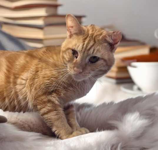 Photo of Aslan