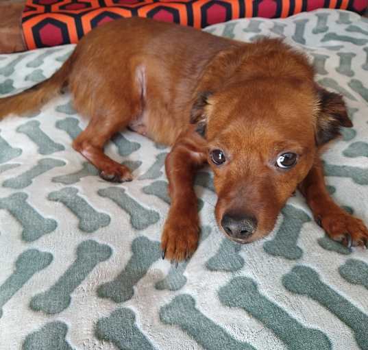 Photo of Obi