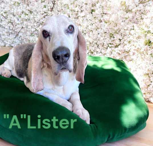 Photo of A-Lister
