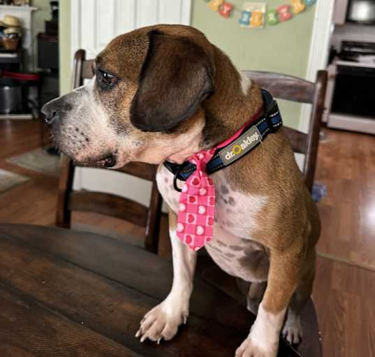 Photo of Goose