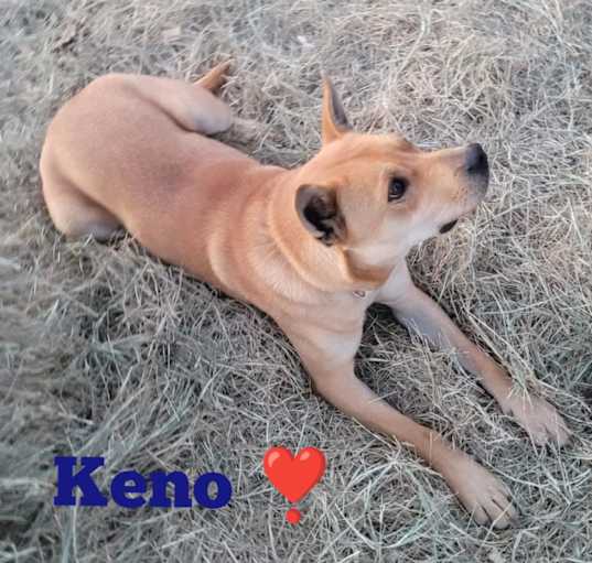 Photo of Keno