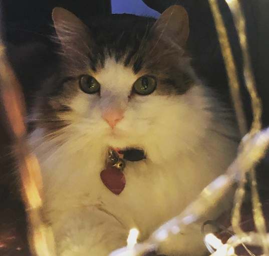 Photo of Muffin