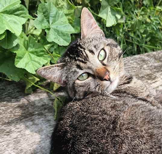 Photo of Remy