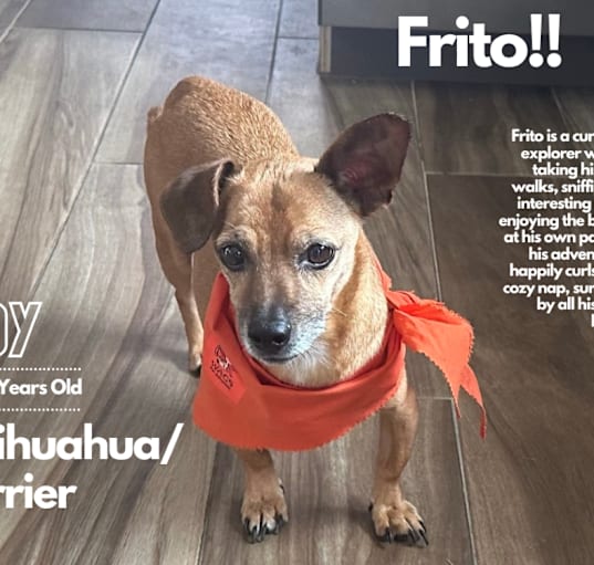 Photo of Frito