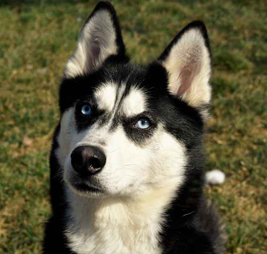 Photo of Koda