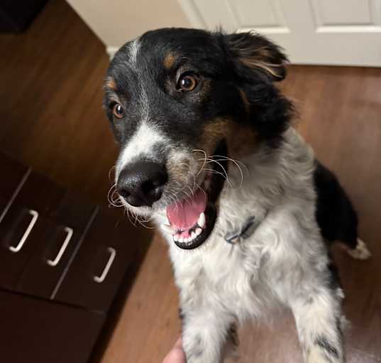 Photo of Shiloh