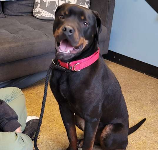 Photo of Rolo