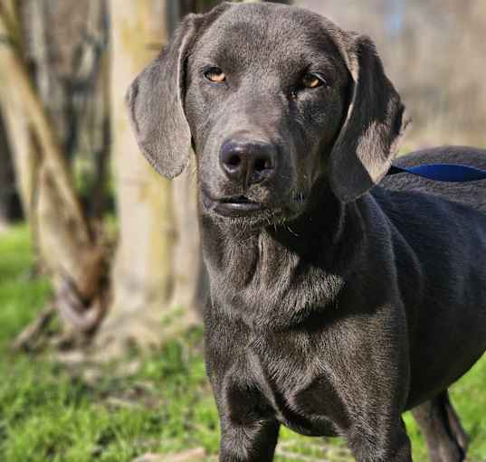 Photo of SMOKY **PENDING ADOPT*