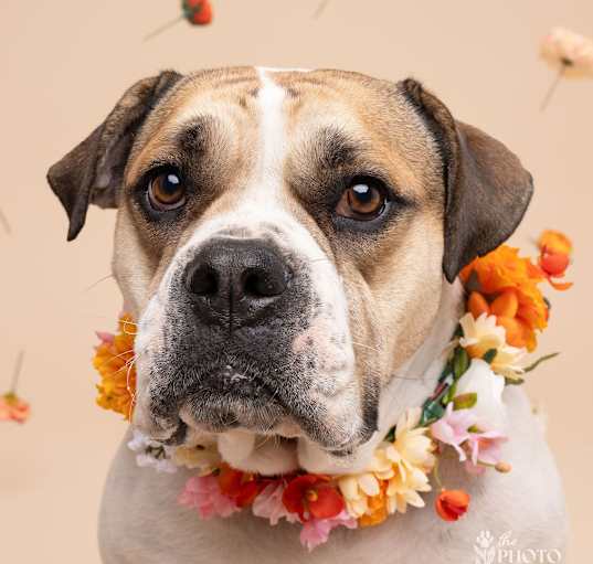 Photo of Layla