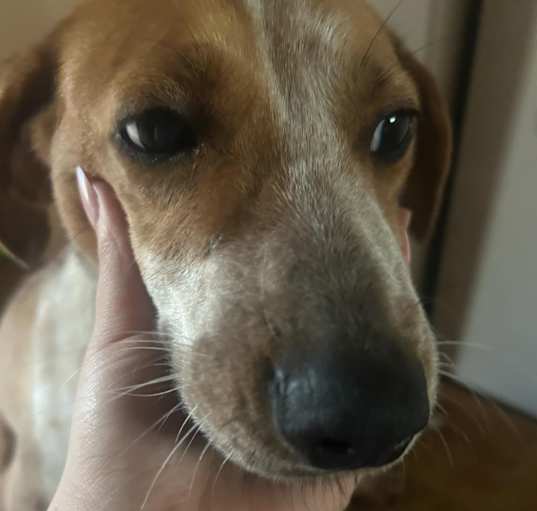 Photo of Sweetie