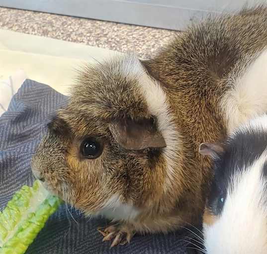 Photo of PUMPKIN