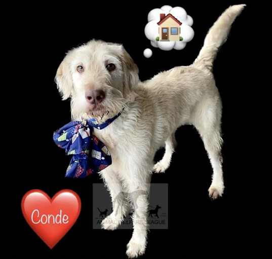 Photo of CONDE