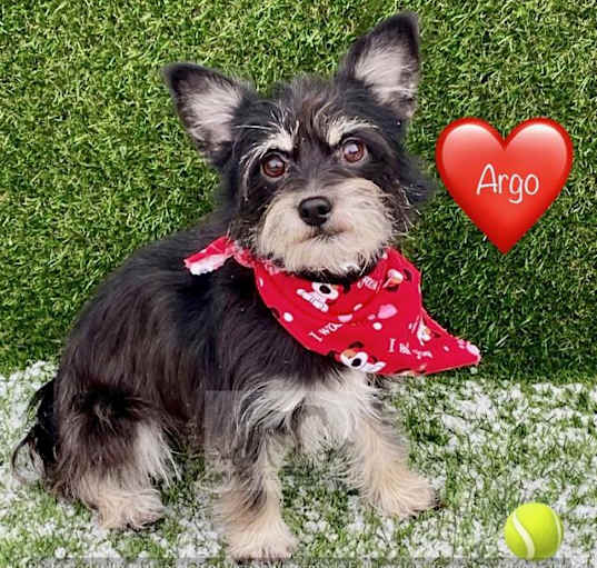 Photo of ARGO