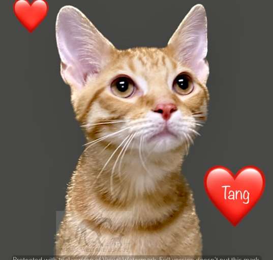 Photo of TANG