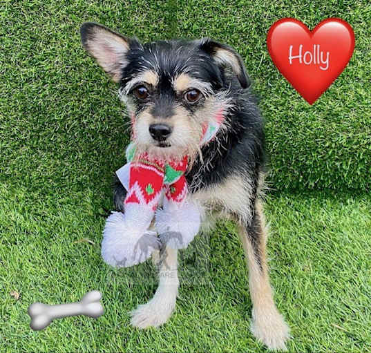 Photo of HOLLY