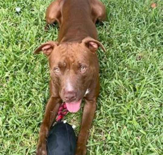 Photo of KOOPA